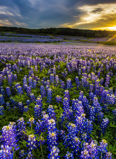 A beautiful field of bluebonnets glowing in the sunset light.